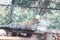 A fierce looking leopard on the wood roof of a village. This resting cat is a dangerous predator of the villages hunts cattles.