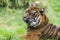 Fierce looking male Siberian or Amur tiger Panthera tigris altaica