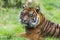 Fierce looking male Siberian or Amur tiger Panthera tigris altaica