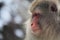 Fierce Macaque