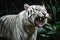 A fierce and majestic White Bengal Tiger roaring, showing off its fierce and majestic nature. Generative AI