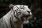 A fierce and majestic White Bengal Tiger roaring, showing off its fierce and majestic nature. Generative AI
