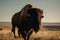 A fierce and powerful American Bison grazing on the plains, showing off its fierce and powerful nature. Generative AI