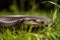 A fierce and powerful King Cobra slithering through the grass, showing off its fierce and powerful nature. Generative AI