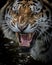 Fierce Siberian tiger baring its sharp teeth in a threatening display