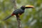 Fiery Billed Aracari