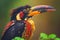 Fiery billed Aracari bird toucan