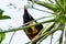 Fiery billed aracari - Pteroglossus frantzii