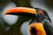 Fiery-billed Aracari, Pteroglossus frantzii, bird with big bill. Toucan sitting on the branch in the forest, Costa Rica.