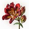 Fiery Blooms: The Bold Beauty of Red Alstroemeria