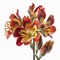 Fiery Blooms: The Bold Beauty of Red Alstroemeria