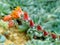 Fiery Cactus Flowers