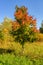 The fiery colours of autumn foliage at sunny day