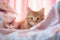 Fiery Feline on a Pretty in Pink Perch: Meet the Red-Haired Cat on a Cozy Blanket!