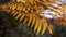 Fiery fern leaves in backlight on a blurred dark background.