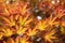 Fiery golden red Japanese Maple tree leaves with pleasing bokeh