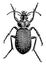 Fiery Ground Beetle, vintage illustration