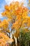 FIery magnificent maple tree in Fall