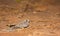 Fiery-necked Nightjar on ground