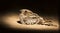 Fiery-Necked Nightjar sitting on the ground in spotlight close-up