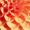 Fiery orange bulb Dahlia in extreme closeup