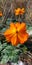 Fiery orange Cosmo flower