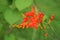 Fiery orange crocosmia opens in a lush green garden