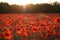 Fiery poppies