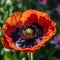 A fiery poppy with red-orange petals and a black center, generative AI