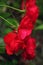 Fiery red floribunda rose blooms