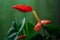 Fiery red flowers of a houseplant Anthurium in drops of water.