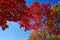 Fiery red leaves in the Autumn Fall season