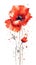 Fiery Red Poppy Bunch in Modern Watercolor Style on White Background .
