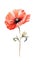 Fiery Red Poppy Bunch in Modern Watercolor Style on White Background .