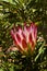 A fiery red protea