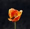 Fiery-red tulip close-up