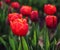 Fiery Red Tulips with Yellow Fringe