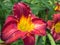 Fiery Red and Yellow Lilies blooming in the garden