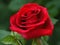 Fiery Romance: Enchanting Red Rose Pictures to Ignite the Heart