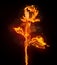 Fiery rose on a black background. 3D rendering.