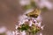 Fiery Skipper Butterfly