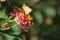 Fiery Skipper Butterfly on Flower