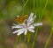 Fiery skipper butterfly - Lepidoptera: Hesperiidae: Hylephila phyleus - on rose rush - Lygodesmia aphylla bloom, blossom, flower