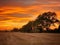 Fiery sunset over a stubble field