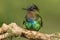 Fiery Throated Hummingbird