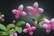 Fiery throated hummingbird flying next to a blooming pink flower, generative AI