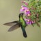 Fiery-throated Hummingbird - Panterpe insignis