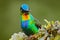 Fiery-throated Hummingbird, Panterpe insignis, colour bird sitting on larch branch. Red shiny hummingbird in dark habitat. Mountai