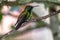 Fiery-throated Hummingbird Panterpe insignis, Costa Rica