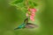 Fiery-throated Hummingbird, Panterpe insignis, flying next to beautiful pink and flower, Savegre, Costa Rica. Bird with bloom. Hum